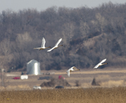 Trumpeter Swans 6839